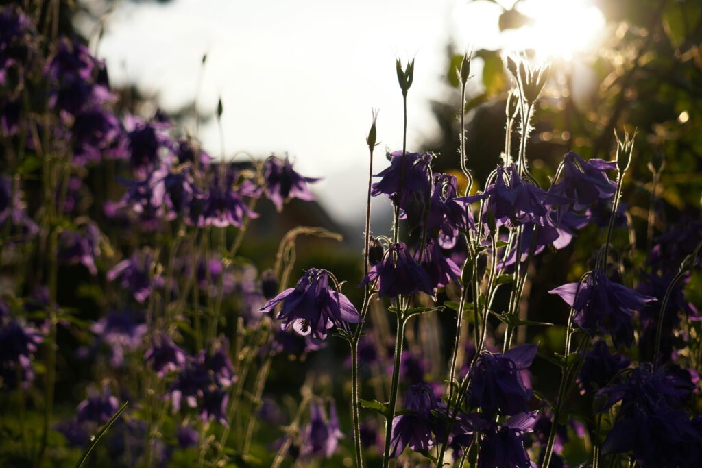 Field of purple flowers