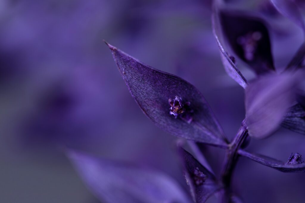 Close up of purple wildflowers