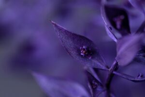 Close up of purple wildflowers