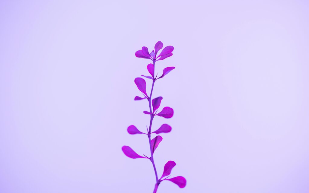 Purple plant